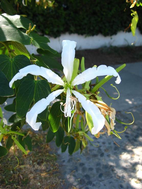 Descripción: D:\JM-disco duro\Vasculares x familia-todas\angiospermas-fotos-icon-textos\Fabaceae\FABACEAE EXOTICAS\Bahuinia forficata pruinosa FJA (2).JPG